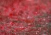 Red rain kerala