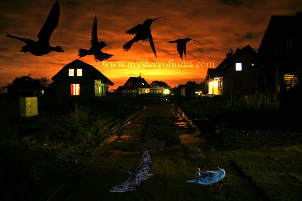 Mystery of Bird Suicide at Jatinga, India