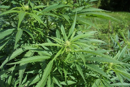 Cannabis sativa plant