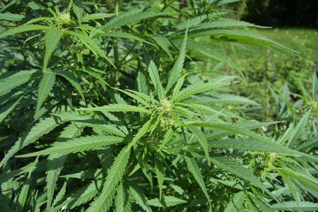 Cannabis sativa plant