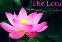 The lotus in Indian Art