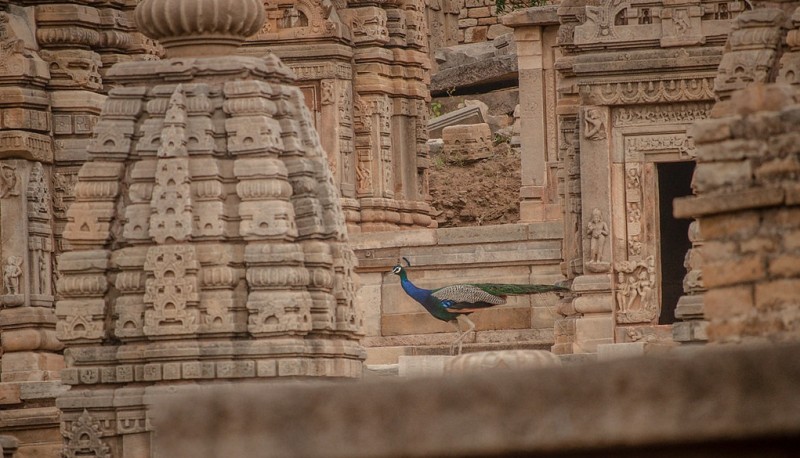  Bateshwar Temple Complex, Morena